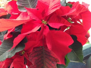 poinsettia